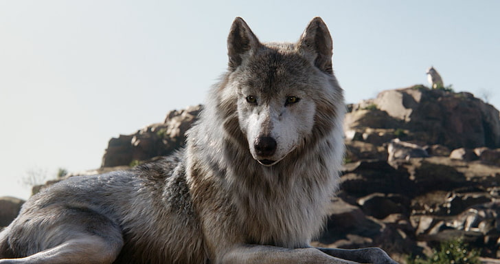 정글 북, 정글 북 (2016), 늑대, HD 배경 화면