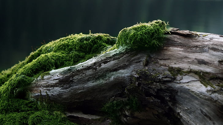 lumut hijau, rintisan, lumut, pohon, log, Wallpaper HD
