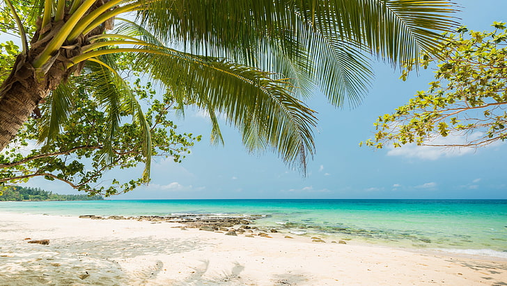 summertime, tropics, tropical, sandy beach, shore, sea, tropical beach, beach, palm tree, coast, vacation, ocean, HD wallpaper