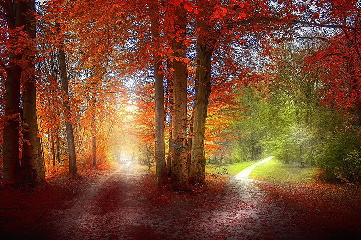 red leafed trees, untitled, grass, path, red, green, orange, nature, landscape, trees, fall, leaves, HD wallpaper