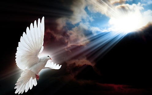 White Dove Wings, dove, sky, clouds, background, HD wallpaper HD wallpaper