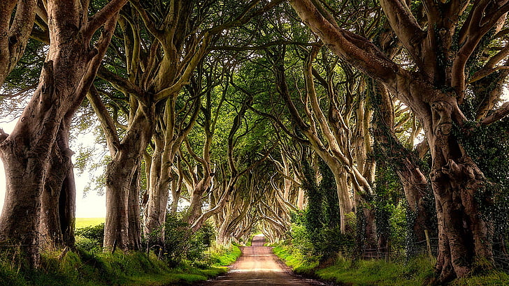 träd, vegetation, natur, stig, de mörka häckarna, trädgränd, väg, stranocum, irland, norra irland, Storbritannien, europa, HD tapet