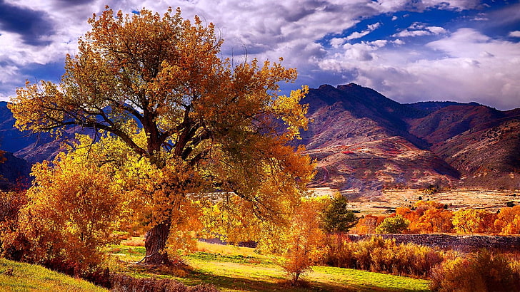 nature, sky, leaves, tree, autumn, colorado, cloud, wilderness, mountain, field, hill, rural area, landscape, usa, united states, HD wallpaper