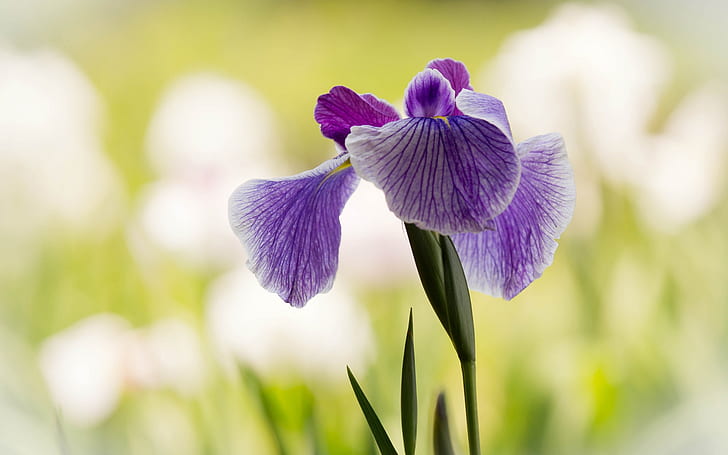 Iris morado, primer plano de la flor, púrpura, iris, flor, Fondo de pantalla HD