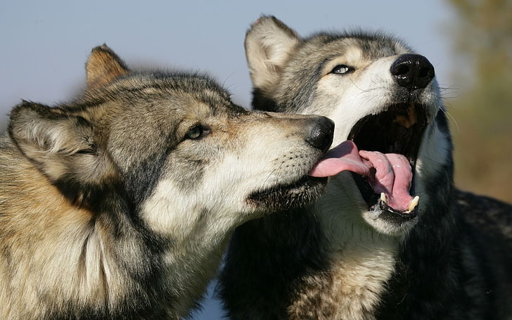 two gray-and-black wolves, wolves, couple, lick, HD wallpaper