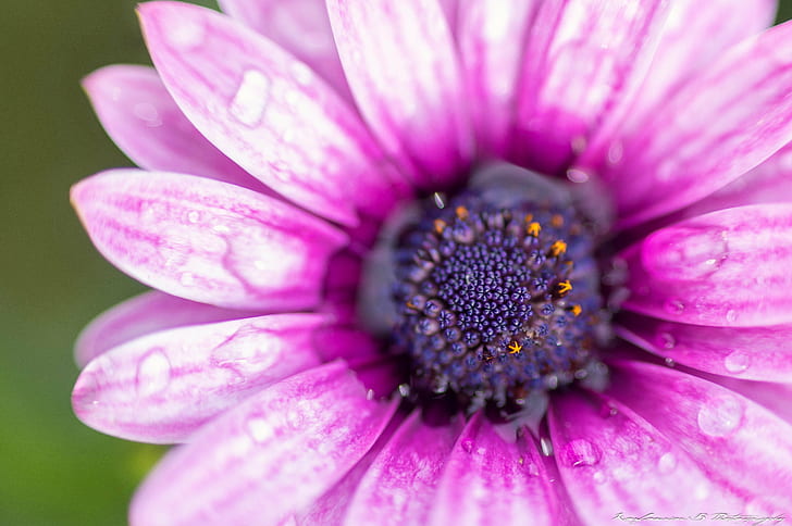 focus shot of purple Osteospermum flower, nature, flower, plant, close-up, macro, petal, daisy, summer, single Flower, beauty In Nature, HD wallpaper