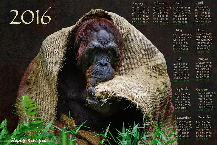 Calendrier du nouvel an 2016, calendrier des singes bruns 2016, 2016, hd, nouvel an, calendrier, année des singes, Fond d'écran HD