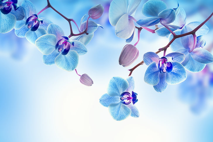 орхидеи от син молец, цветя, фон, венчелистчета, цъфтеж, орхидея, HD тапет