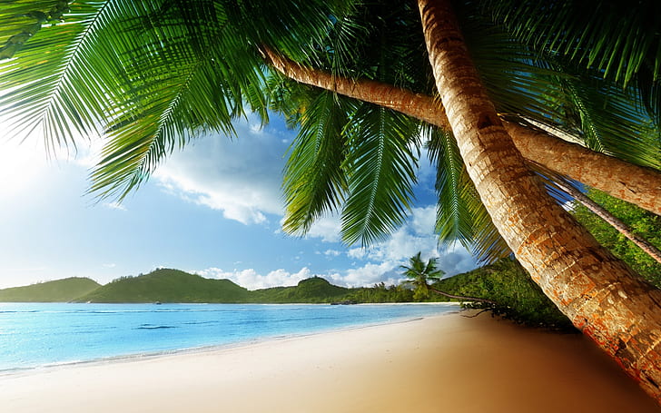 Екзотичен остров Палм, палма, плаж, синьо море, летен пейзаж, HD тапет