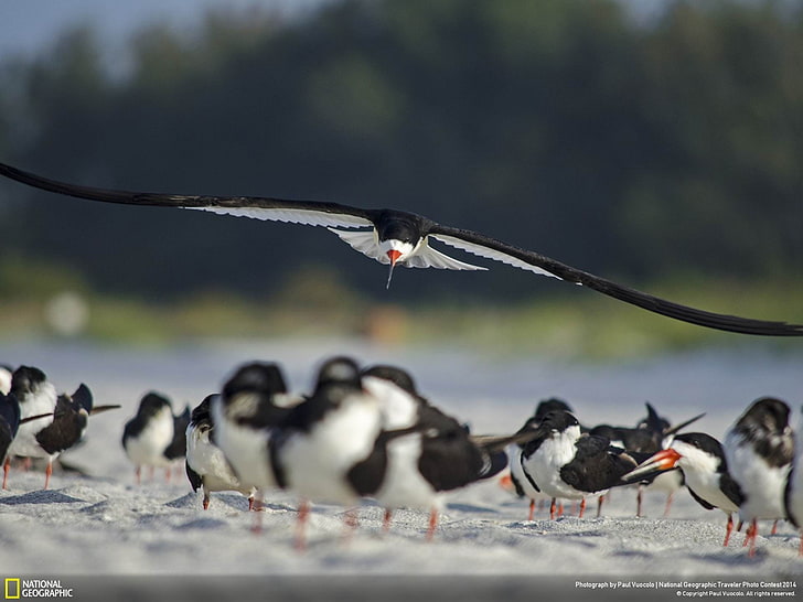 Skimmer Skimming-National Geographic Wallpaper, flock of black skimmer bird screenshot, HD wallpaper