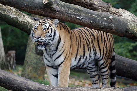 Хамбург, зоопарк, бенгалски тигри, тигър, дървета, HD тапет HD wallpaper