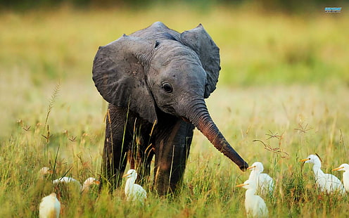 Беби слоненок, дикий, птицы, трава, слон, животные, HD обои HD wallpaper