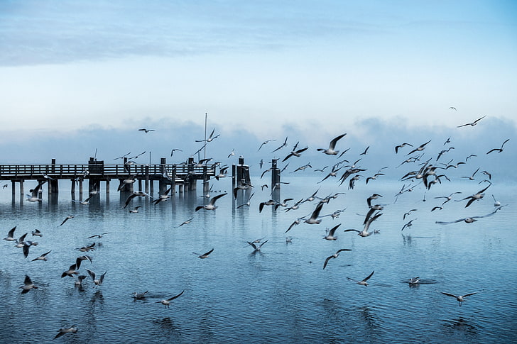 鳥、カモメ、桟橋、海、飛行の群れ、 HDデスクトップの壁紙