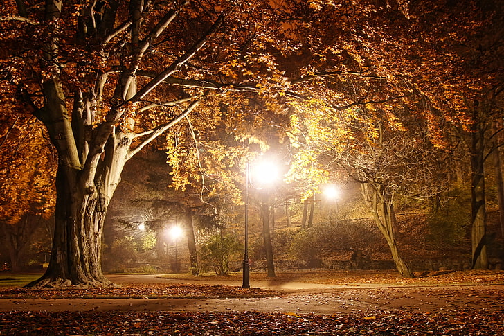 кленово дърво, път, пейзаж, нощ, природа, светлини, парк, улица, фенер, есенни дървета, полунощ, лампа, красива сцена, лампа, романтична вечер, романтична вечер, HD тапет