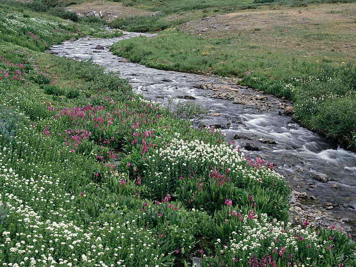 creek creeks Creek Nature Rivers HD Art , flower, Flowers, creek, creeks, mountins, land, HD wallpaper