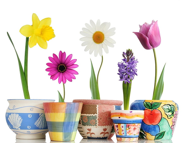 Fünf verschiedene Farben und Arten von Blumen, Narzissen, Gänseblümchen, Hyazinthen, Tulpen, Blumen, Töpfe, bunt, hell, HD-Hintergrundbild