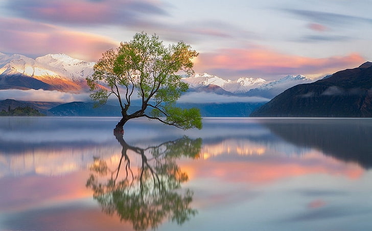 green tree, photography, nature, landscape, trees, mountains, snowy peak, Lake Wanaka, reflection, sunrise, New Zealand, calm waters, HD wallpaper