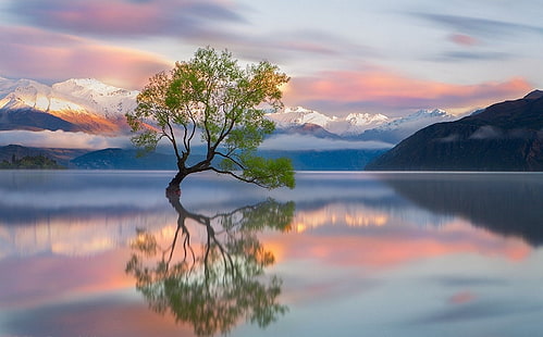 árvore verde, fotografia, natureza, paisagem, árvores, montanhas, pico nevado, lago Wanaka, reflexão, nascer do sol, Nova Zelândia, águas calmas, HD papel de parede HD wallpaper