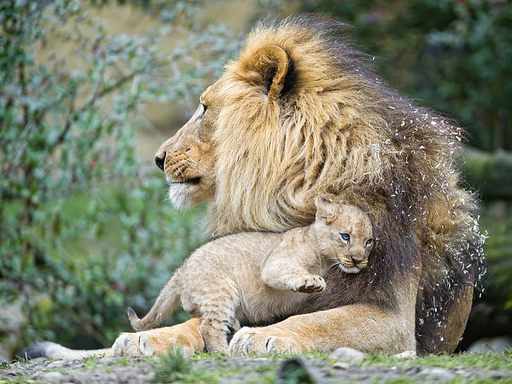 brown lion with cub, cat, Leo, cub, kitty, lion, ©Tambako The Jaguar, HD wallpaper