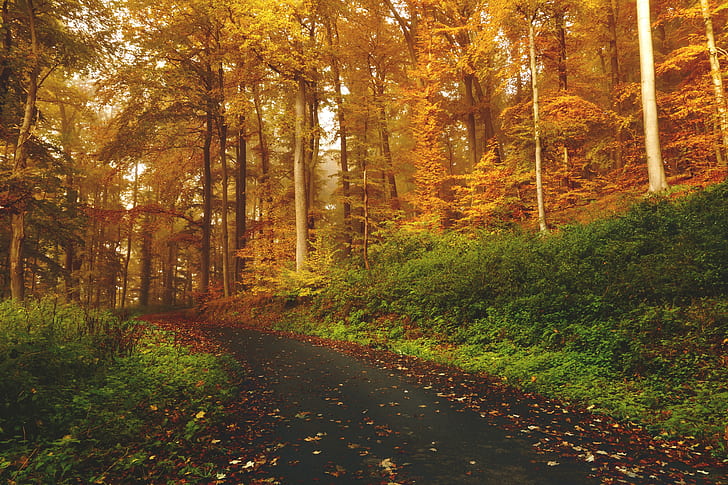 улица, дорога, осень, лес, пейзаж, опавшие листья, HD обои