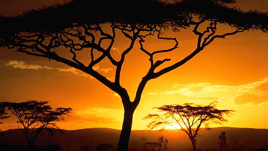 africa, amanecer, arboles, naturaleza, Sfondo HD HD wallpaper