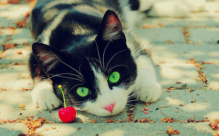 Tuxedo cat, cat, nature, animals, cherries, green eyes, HD wallpaper