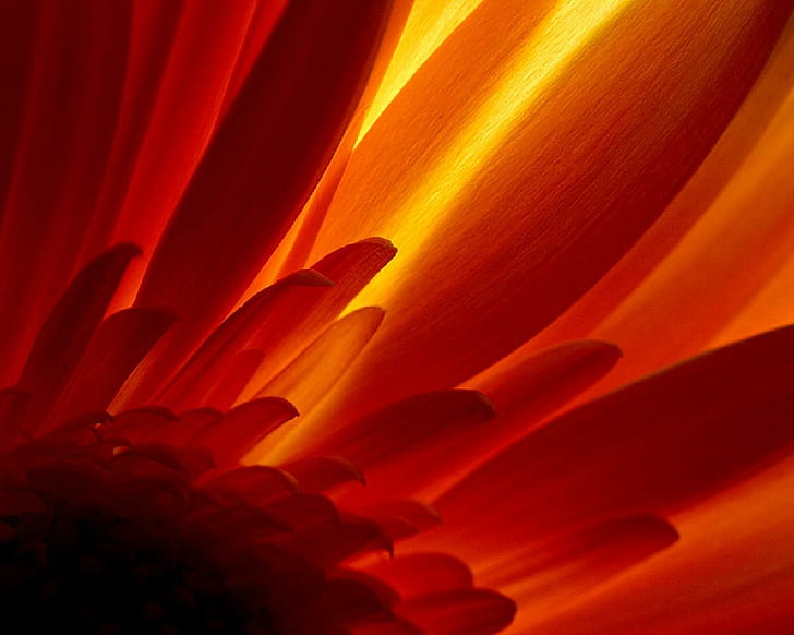 Leuchtende Blume, Blume, leuchtend, HD-Hintergrundbild