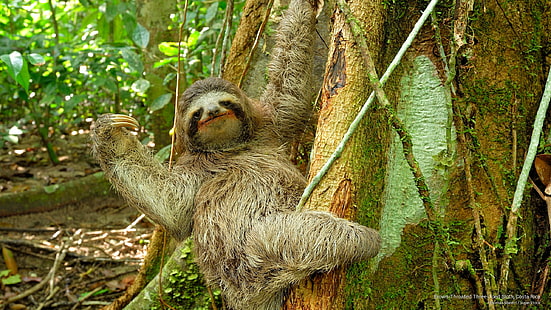 حيوان الكسلان ذو الثلاثة أصابع بنية اللون ، كوستاريكا ، الحيوانات، خلفية HD HD wallpaper