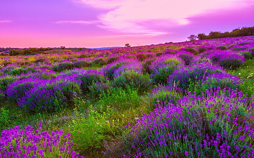 Природа Пейзаж Пролетна поляна с лилави цветя Небесни облаци Тапети Hd 3840 × 2400, HD тапет HD wallpaper