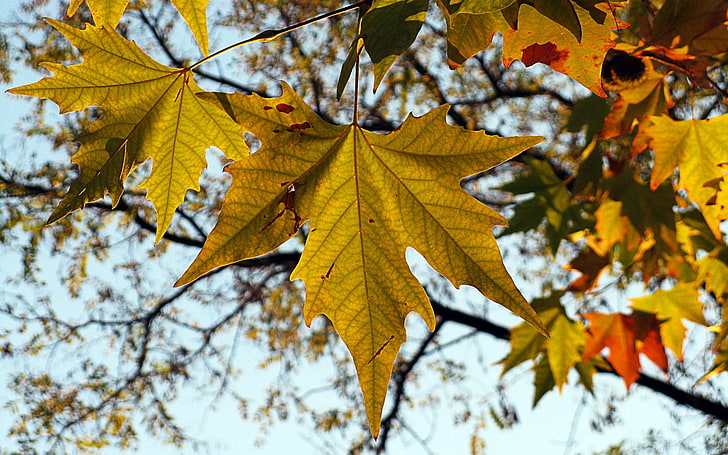 árbol de hojas amarillas, hoja, otoño, arce, naturaleza, Fondo de pantalla HD
