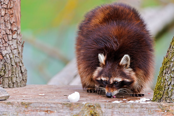 brown and white raccoon, raccoons, fluffy, food, climbing, HD wallpaper