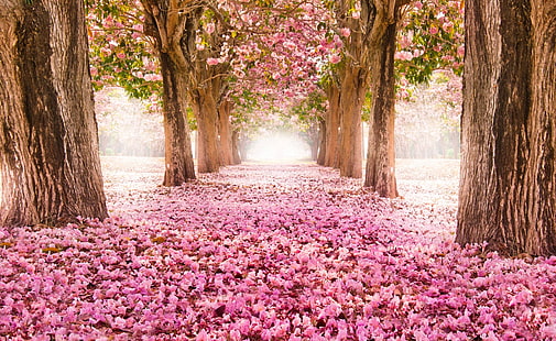 Love Path, alberi a foglie rosa e verdi, carino, primavera, amore, fiori, alberi, fiori, fiori rosa, primavera, percorso, onirico, Sfondo HD HD wallpaper
