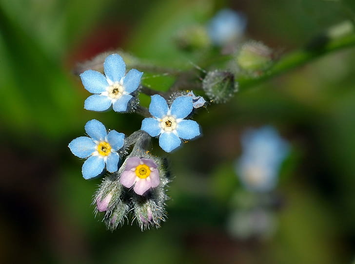 Klare blaue Blüte, Blüte, Blau, Grün, Blumen, Rosa, 3d und Zusammenfassung, HD-Hintergrundbild