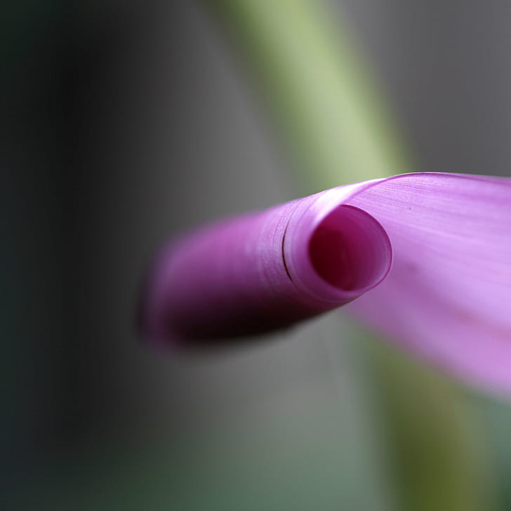 macro photography of pink flower, scroll, macro photography, pink, roll, parchment, curl, abstract, banana  flower, banana flower, flower  petals, lines, light, green, delicate, curves, curved, closeup, bokeh, blur, one, dozen, keepers, best of, 2011  ©, close-up, HD wallpaper