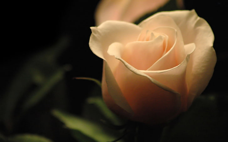 beige rose, the dark background, rose, glow, HD wallpaper
