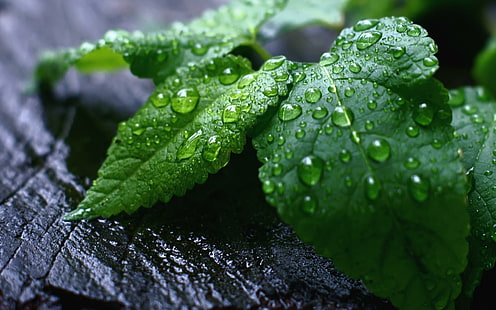 Fresh Mint Leaves, waterdrops, mint, leaves, fresh, nature and landscapes, HD wallpaper HD wallpaper