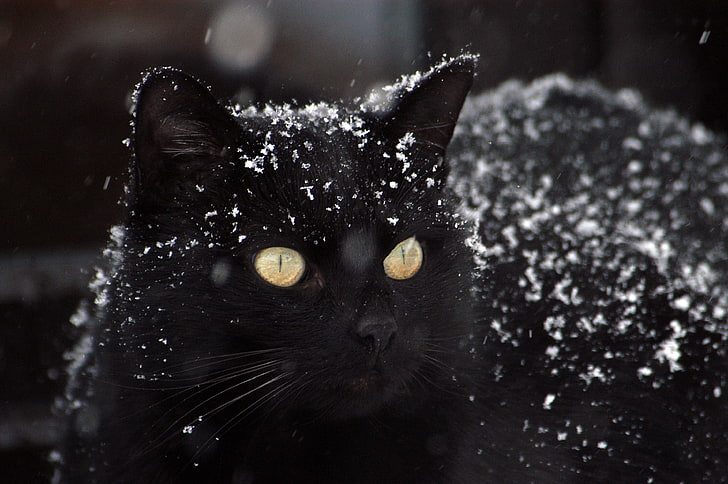 short-fur black cat, cat, black, snow, winter, HD wallpaper