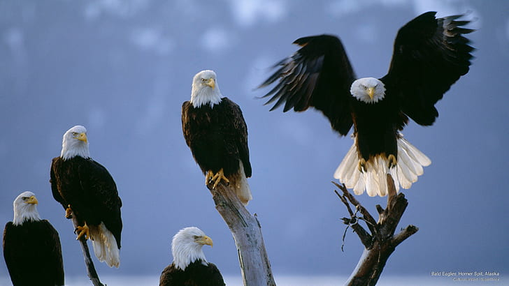 Bald Eagles, Homer Spit, Alaska, Birds, HD wallpaper