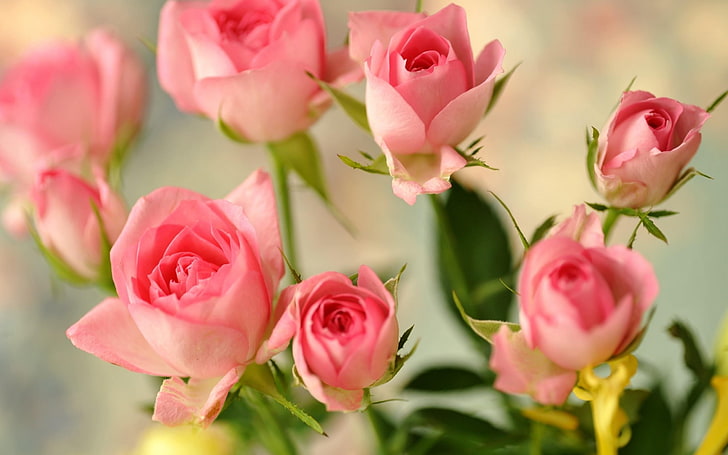 roses boutons de fleurs-Fleurs HD Fond d'écran, roses roses, Fond d'écran HD