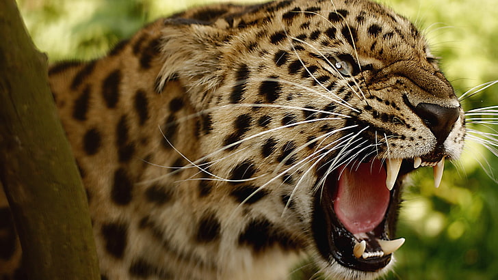 Tiere, Amur-Leoparden, Leopard, Leopard (Tier), HD-Hintergrundbild