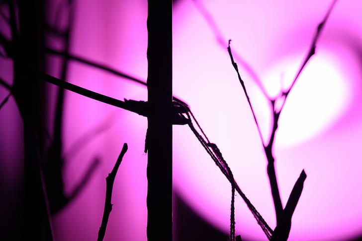 silhouette photography of twigs, Light, for life, silhouette, photography, twigs, Nikon  AF, NIKKOR, f/4E, PF, ED, VR, test, sample, image, lowlight, noise, chromatic  aberration, sharpness, bokeh, high  speed, automatic, focusing, panning, vibration  reduction, sport, HD wallpaper