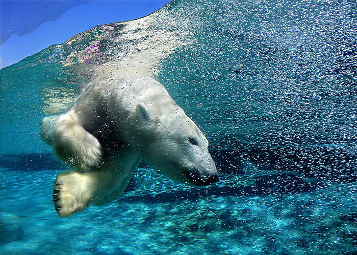 Beruang, Beruang Kutub, Wallpaper HD