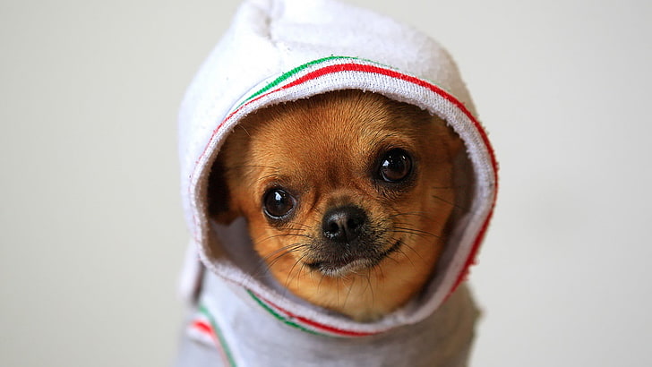 braune Chihuahua, Hund, HD-Hintergrundbild