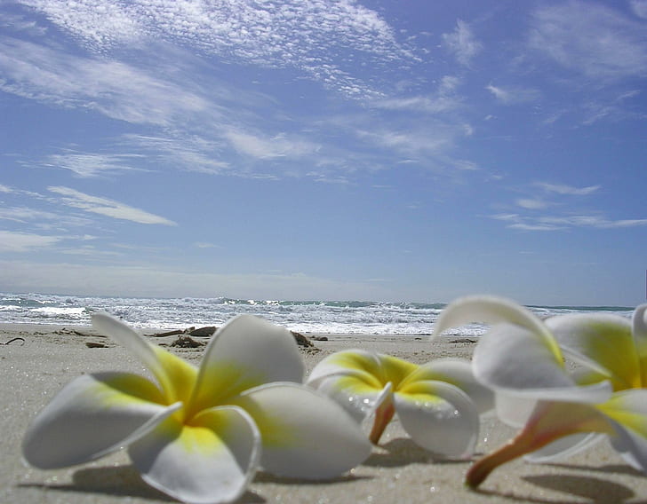 Plumeria laying on a Beach, flowers, hawaiian, lying, hawaii, beach, laying, sand, ocean, paradise, island, tropical, plumeria, fran, HD wallpaper
