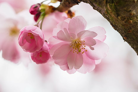 ピンクの花びらの花の写真を閉じる、ピンクの花、写真を閉じるf / 2、マクロ、usm、focal_length、mm、州、市、geo：位置、キヤノン、自然、ピンク色、植物、花びら、花頭、枝、クローズアップ、鮮度、花、春、自然の美しさ、木、 HDデスクトップの壁紙 HD wallpaper