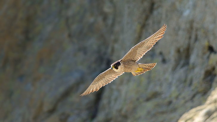 Uccelli, Peregrine Falcon, Sfondo HD