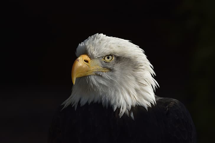 Eagle, Black, White, American, Сoat of arms, HD wallpaper