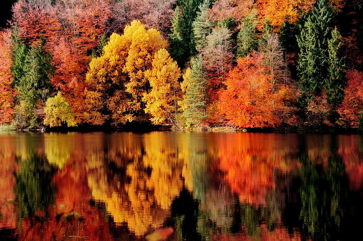黄色とオレンジの木、写真、風景、自然、秋、反射、湖、森、カラフルな木、オーストリア、水、 HDデスクトップの壁紙