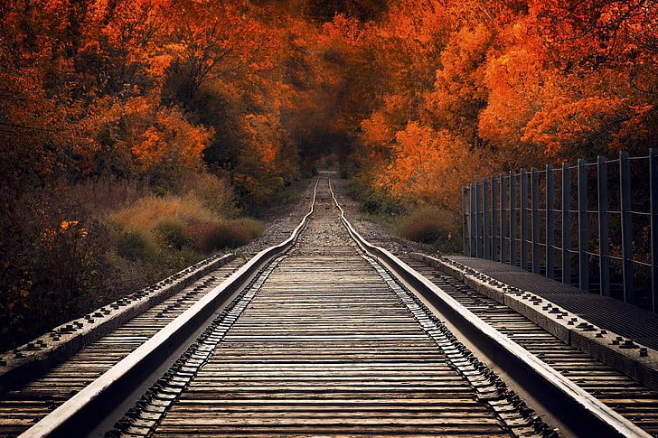 gray steel train tracks, autumn, trees, bridge, the way, HD wallpaper