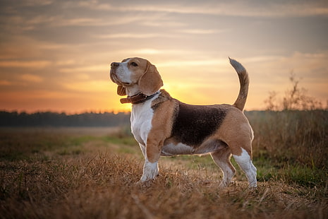Anjing, Beagle, Wallpaper HD HD wallpaper